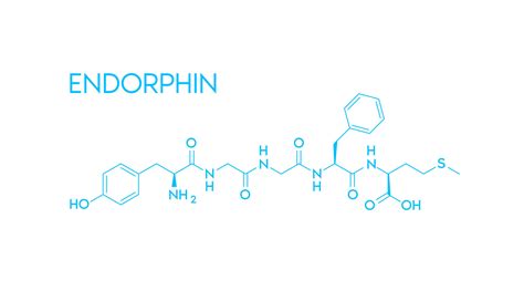 Endorphin .